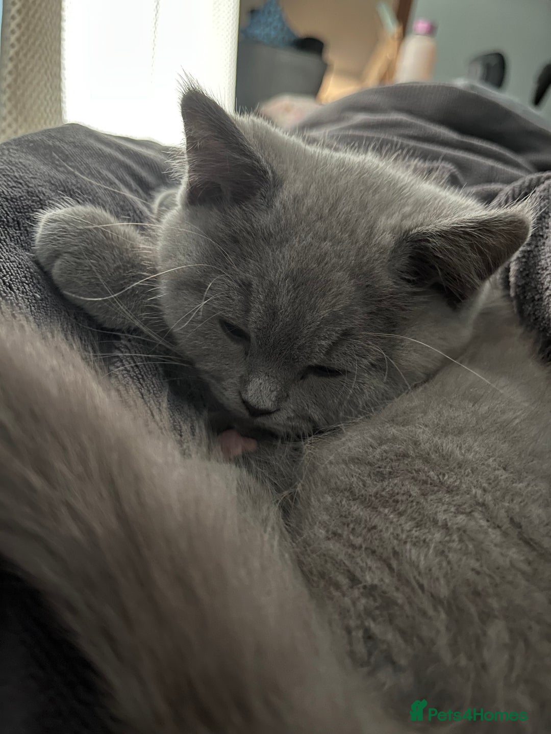 British Shorthair cats for sale: British short hair - lilac - 12 weeks old  - Image 4