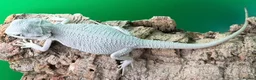 Bearded Dragon reptiles for sale: Zero bearded dragons and others  - Advert 10