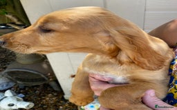 Sprocker dogs for sale: Beautiful sprocker spanials  - Image 11