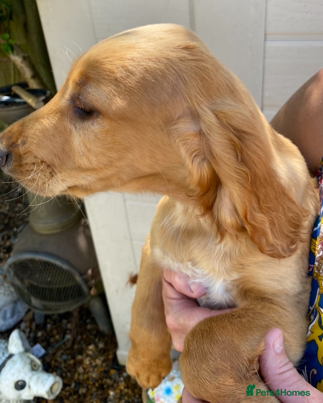 Sprocker dogs for sale: Beautiful sprocker spanials  - Image 11