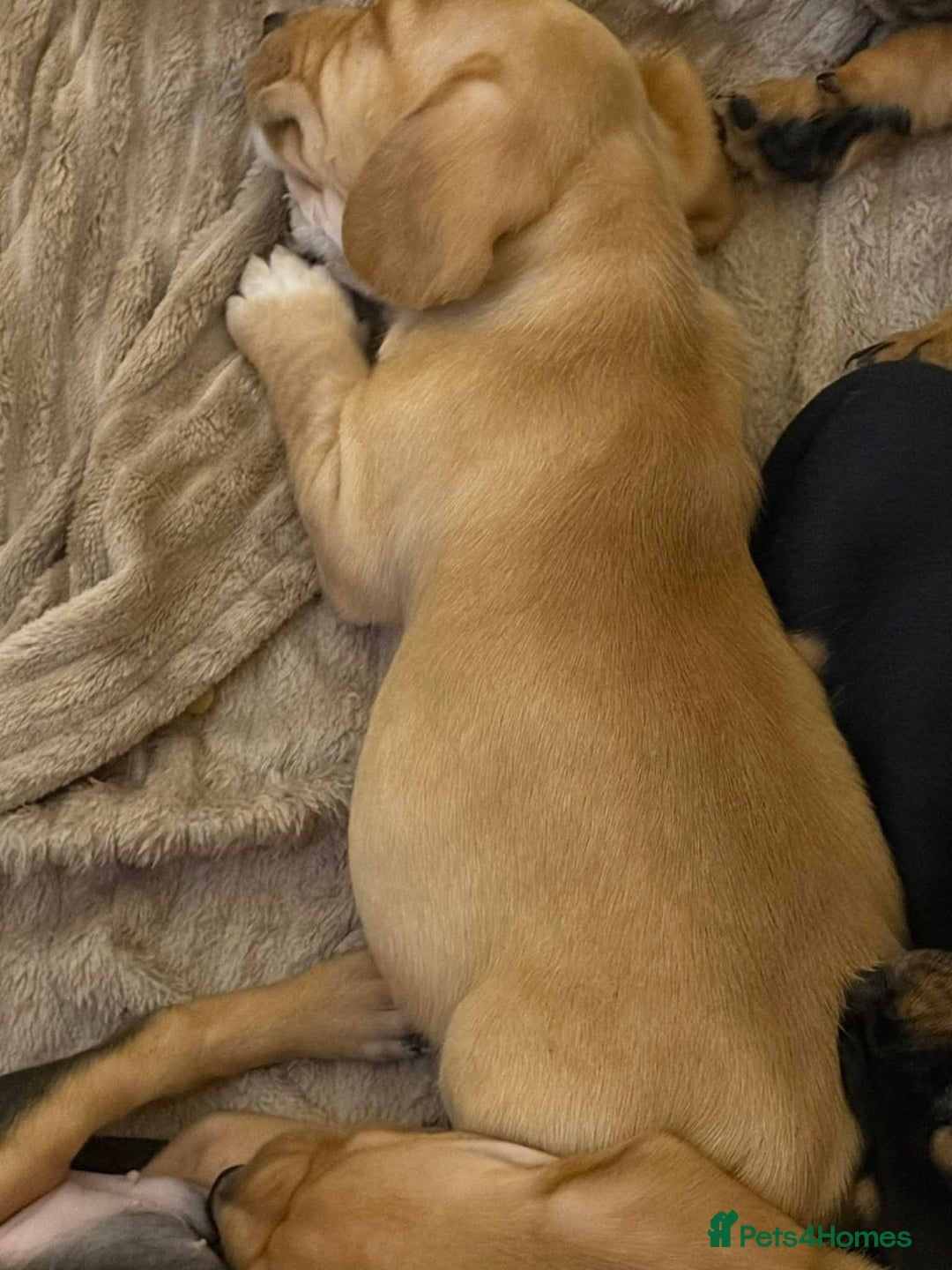 Mixed Breed dogs for sale: 9 Docker puppies - Advert 4