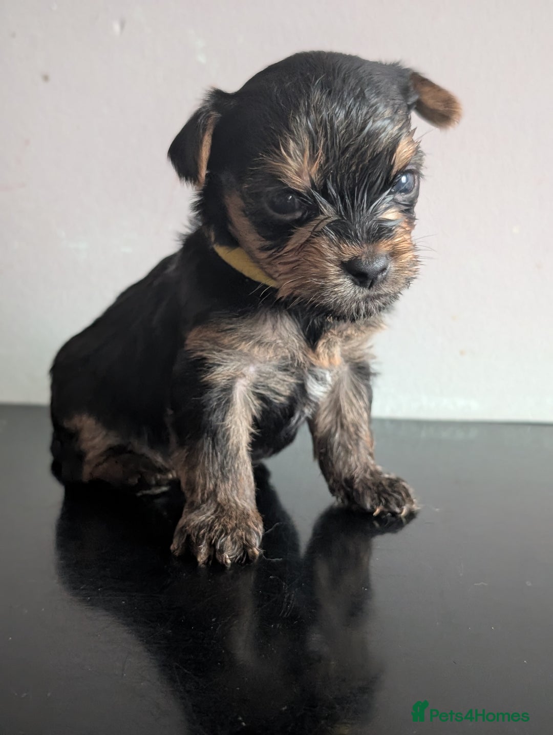 Yorkshire Terrier dogs for sale: Pedigree Yorkshire Terrier pups for sale - Advert 4