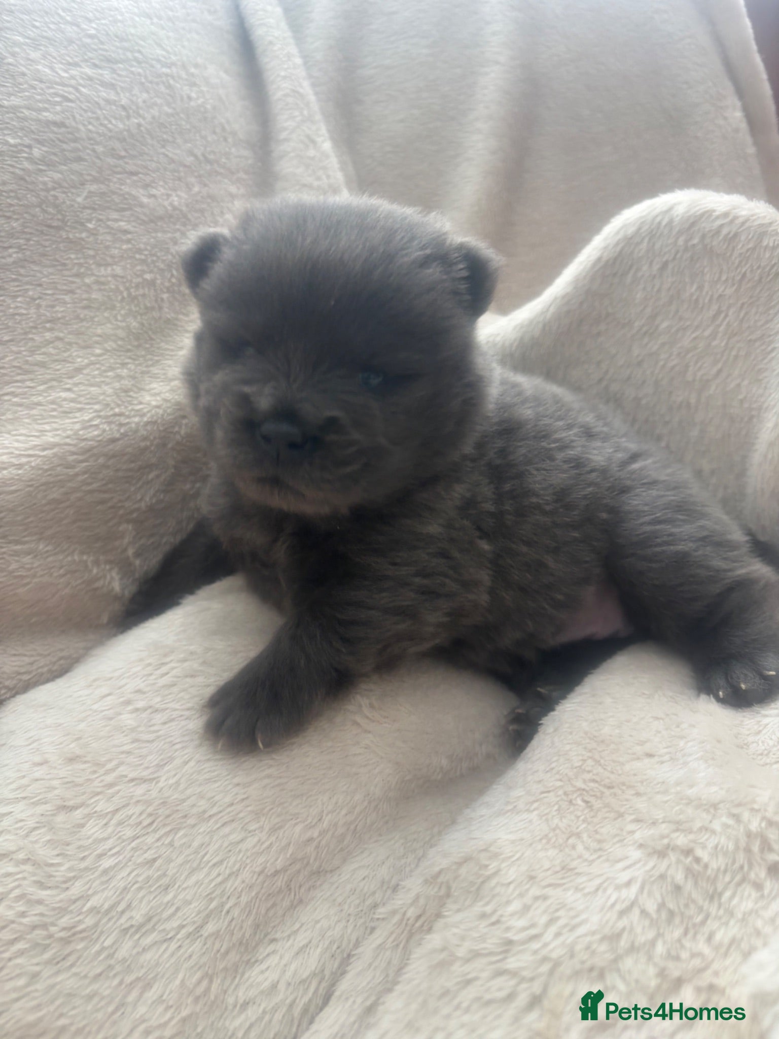 Chow Chow dogs Chow chow puppies 🩷🩷🩷💙🩷🩷🩷 - Advert 3