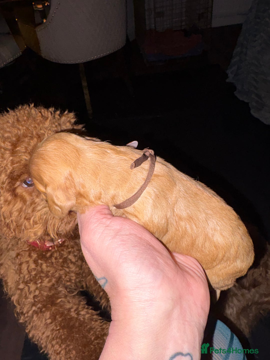 Cockapoo dogs for sale: Outstanding fb1 cockapoo puppies - Advert 3