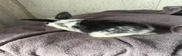 Mini Lion Lop rabbits for sale: Lion lop bucks in Droitwich - Advert 2