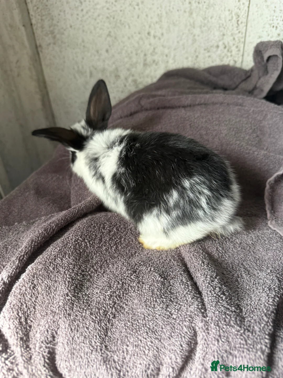 Mini Lion Lop rabbits for sale: Lion lop bucks in Droitwich - Advert 2