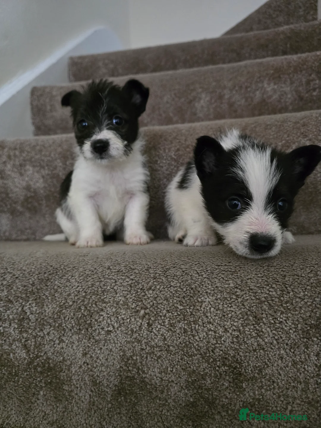 Mixed Breed dogs for sale: Malchi puppies for sale  - Advert 12
