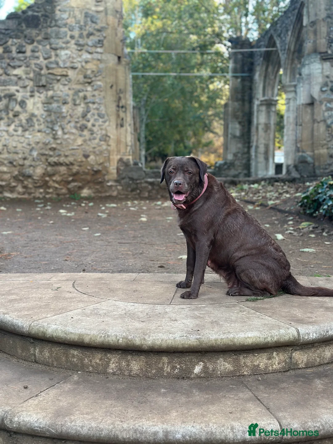 Labrador Retriever dogs for sale: KCs registered 7 year old chocolate Labrador  - Advert 2