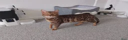 Bengal cats for sale: Beautiful bengal  - Advert 3