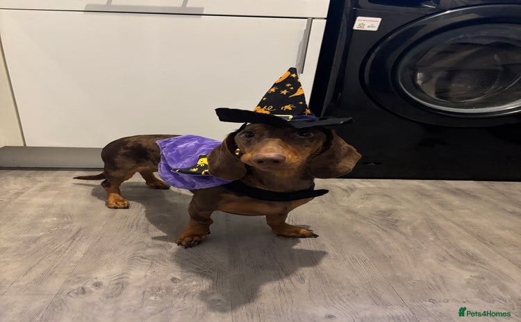 Dachshund dogs - Advert 1