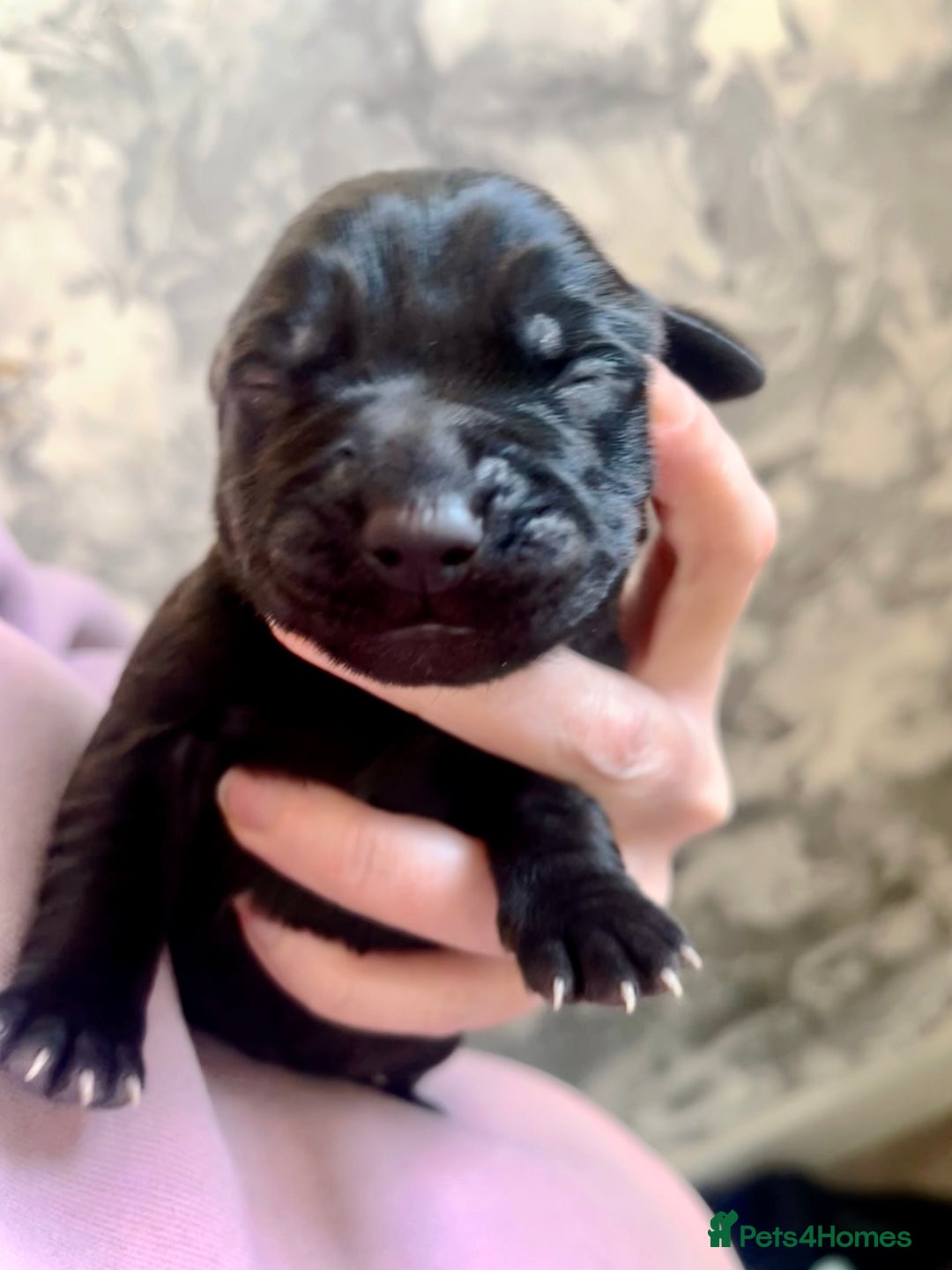 Labrador Retriever dogs for sale: Labrador puppy’s pups pup puppies puppy  - Advert 8
