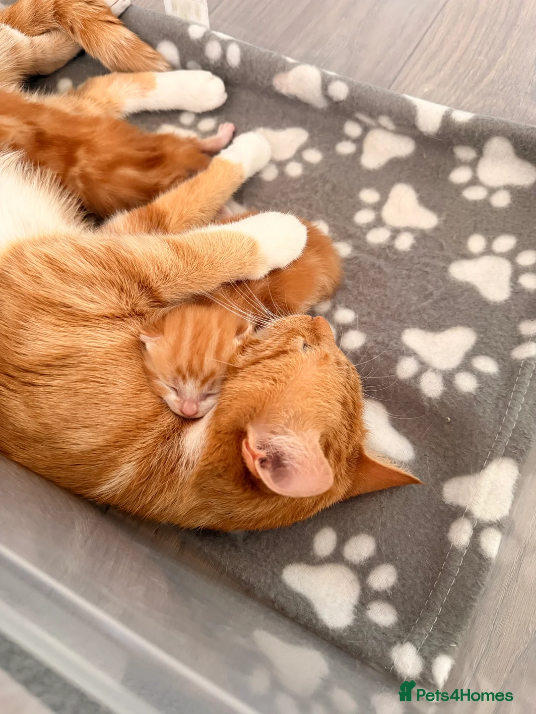 Mixed Breed cats for sale: 2 white and ginger Marble kittens for sale  - Advert 10