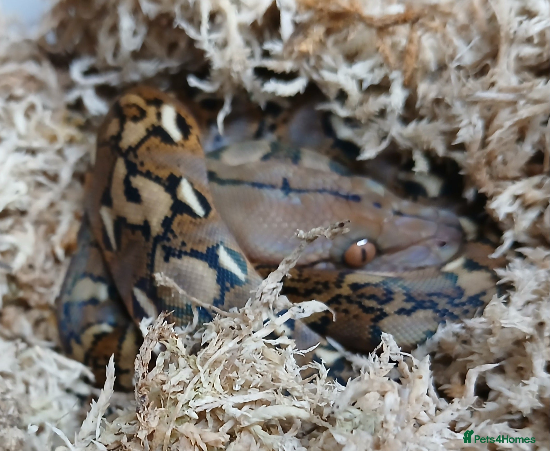 Python Snake reptiles Malayan Python Male  - Advert 10