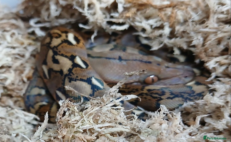 Python Snake reptiles Malayan Python Male  - Advert 1