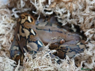 Python Snake reptiles Malayan Python Male - Advert 1