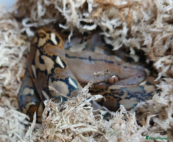 Python Snake reptiles Malayan Python Male - Advert 1