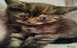 Scottish Fold cats for sale: ❤️Gorgeous Scottish Fold Straight ears kittens❤️ - Image 30