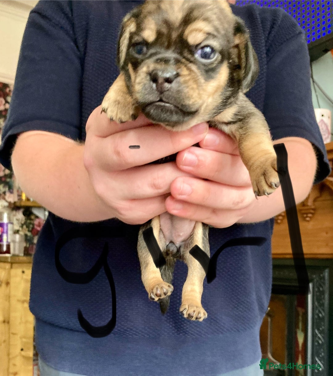 Mixed Breed dogs for sale: Daug puppies - Image 6
