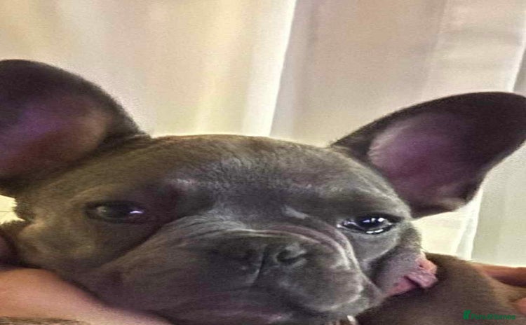 French Bulldog dogs - Advert 8