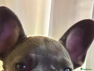 French Bulldog dogs - Advert 8