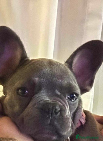 French Bulldog dogs - Advert 8