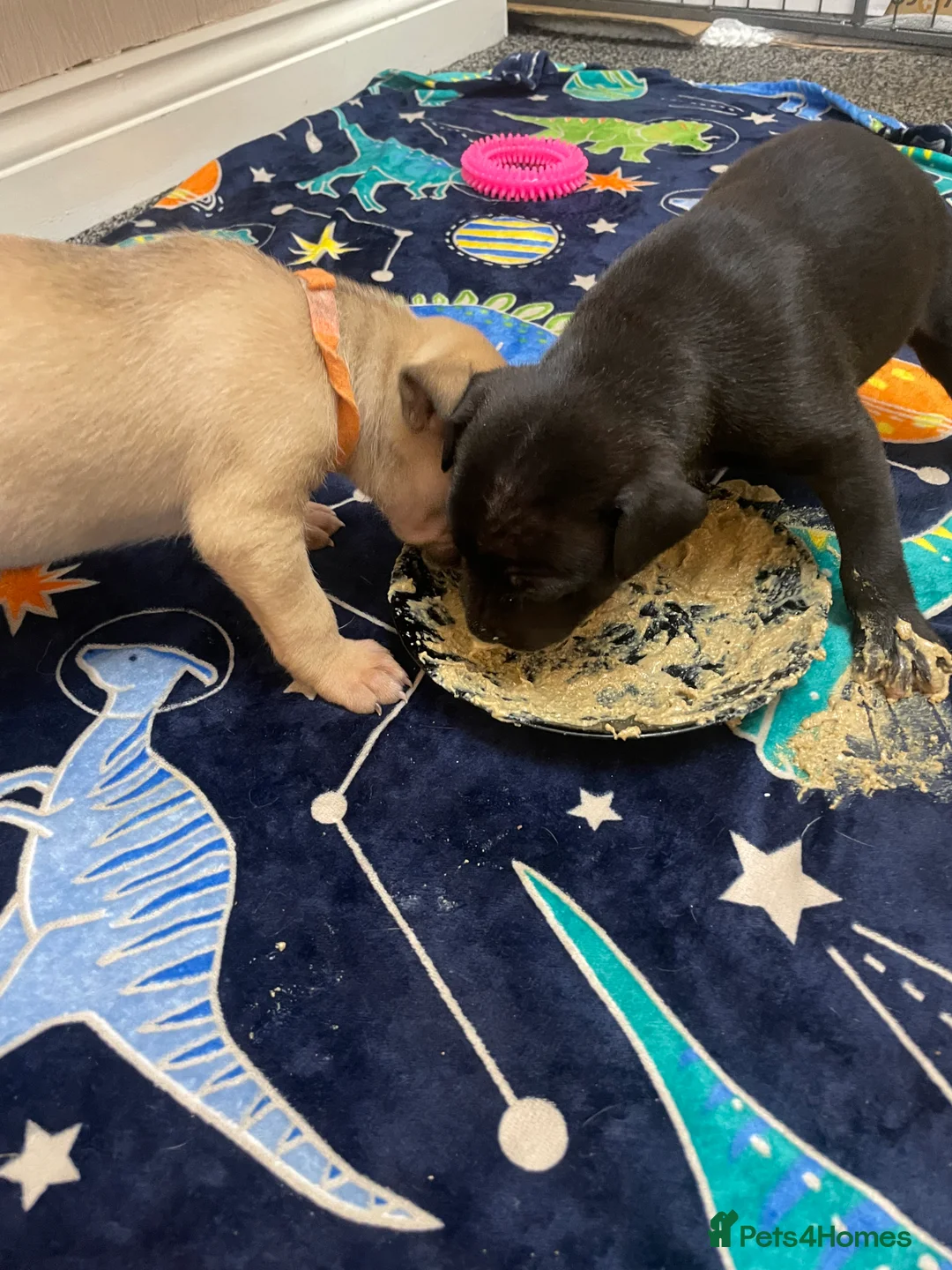 Mixed Breed dogs for sale: Beautiful Staffy x Collie Pups, 4 male 5 girls - Advert 12