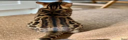 Bengal cats for sale: Atesh - Advert 4
