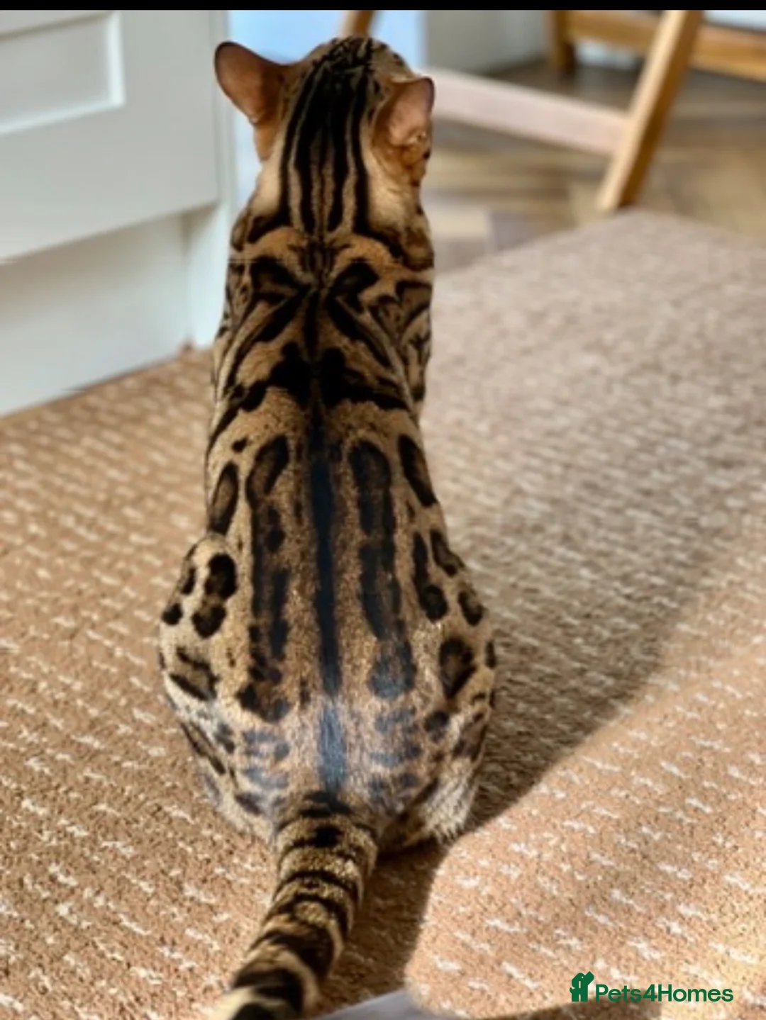 Bengal cats for sale: Atesh - Advert 4