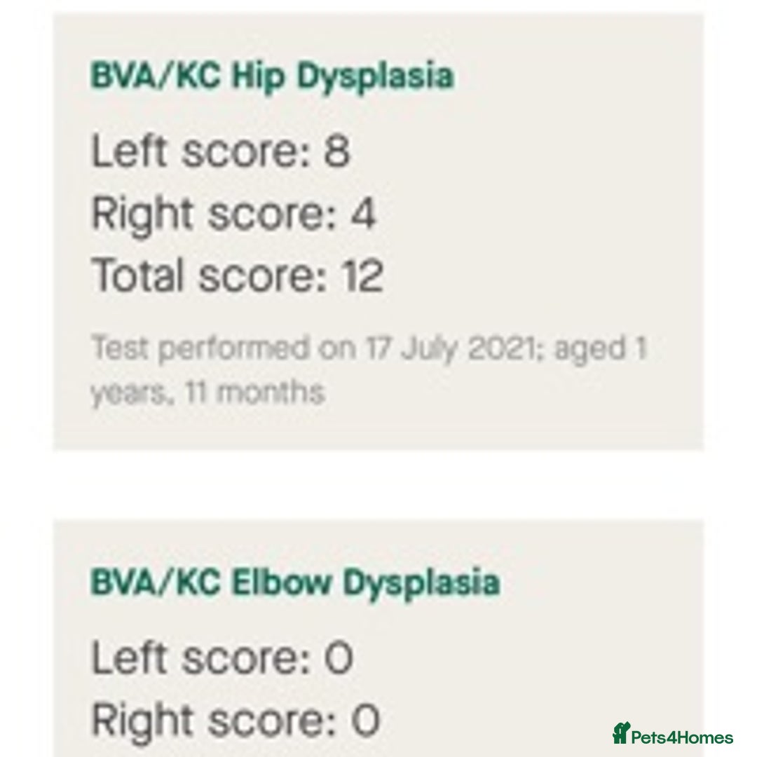 Labrador Retriever dogs for stud: Fox Red Labrador for Stud in Leeds - Advert 6