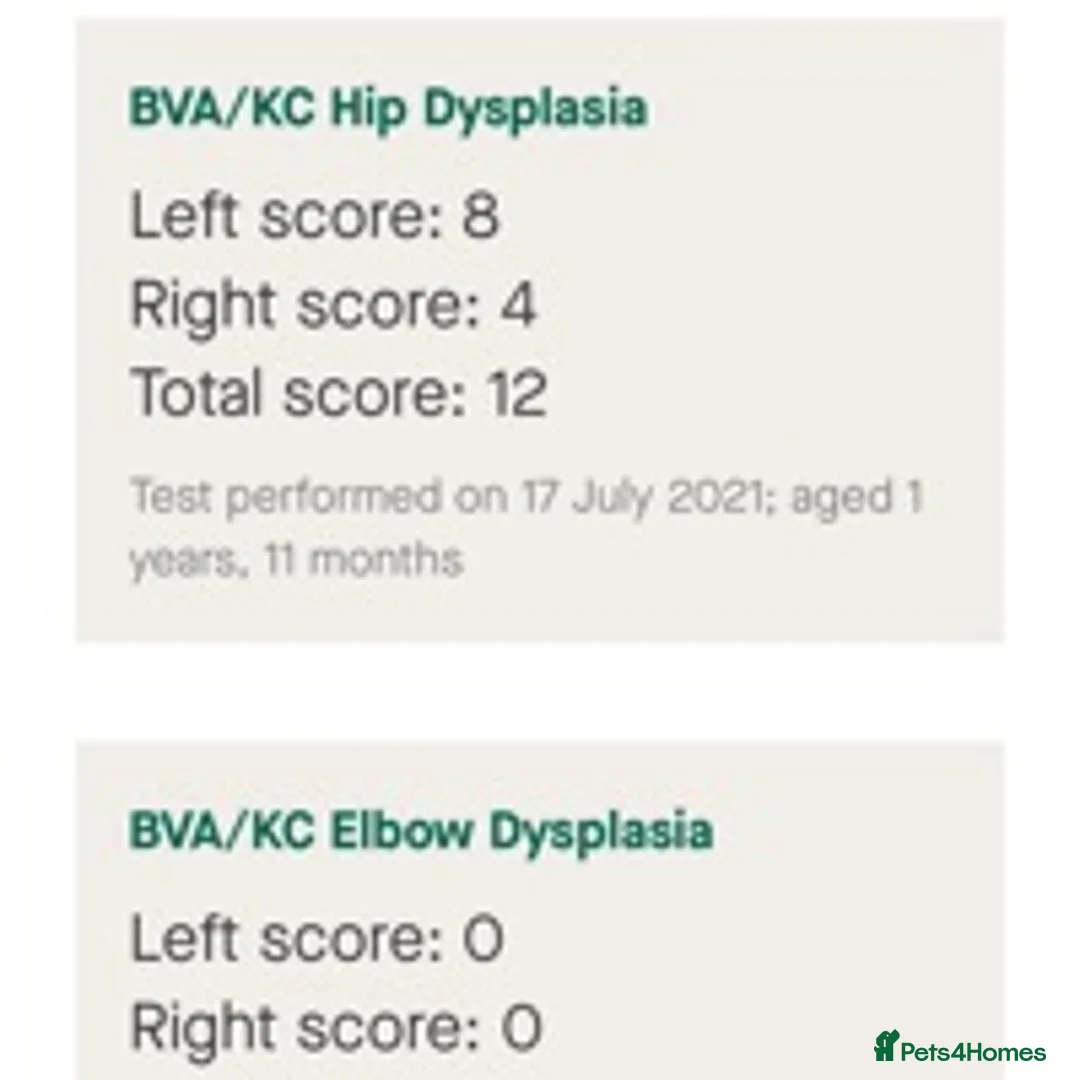 Labrador Retriever dogs for stud: Fox Red Labrador for Stud in Leeds - Advert 6