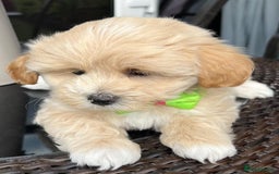 Maltipoo dogs for sale: Adorable Maltipoo  - Image 22