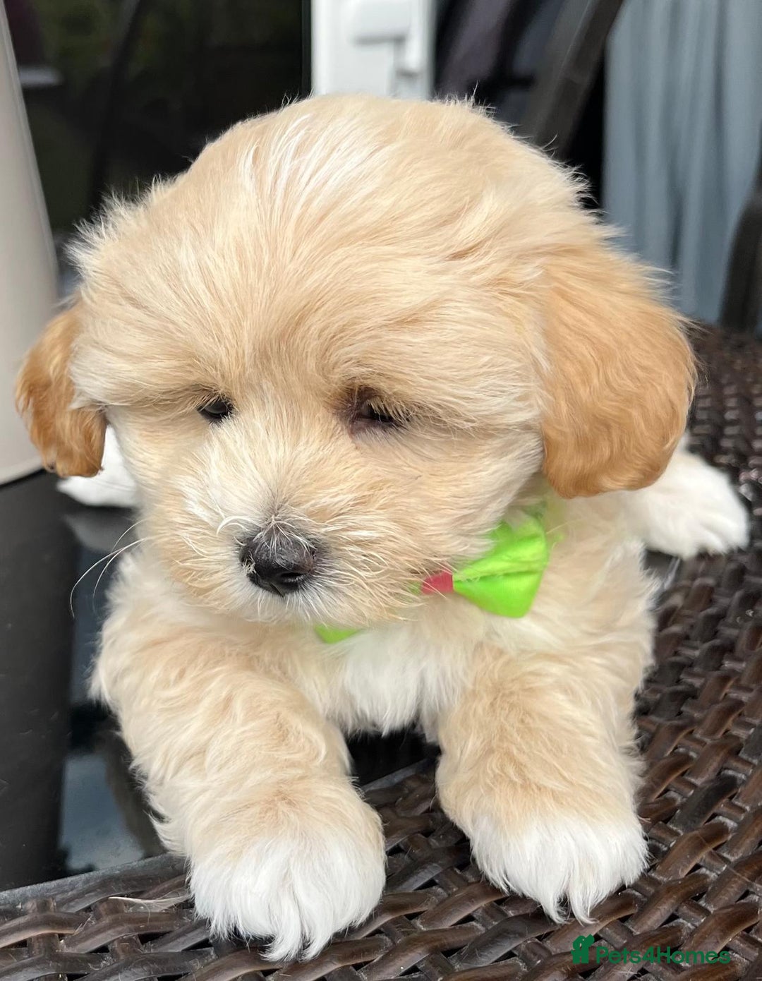 Maltipoo dogs for sale: Adorable Maltipoo  - Image 22