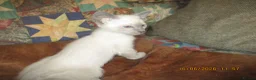 Siamese cats for sale: siamese kittens - Advert 6