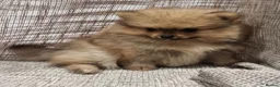 Pomeranian dogs for sale: 🐾🌟 Beautiful Pomeranian Puppies - Ready Now🌟🐾 - Advert 21