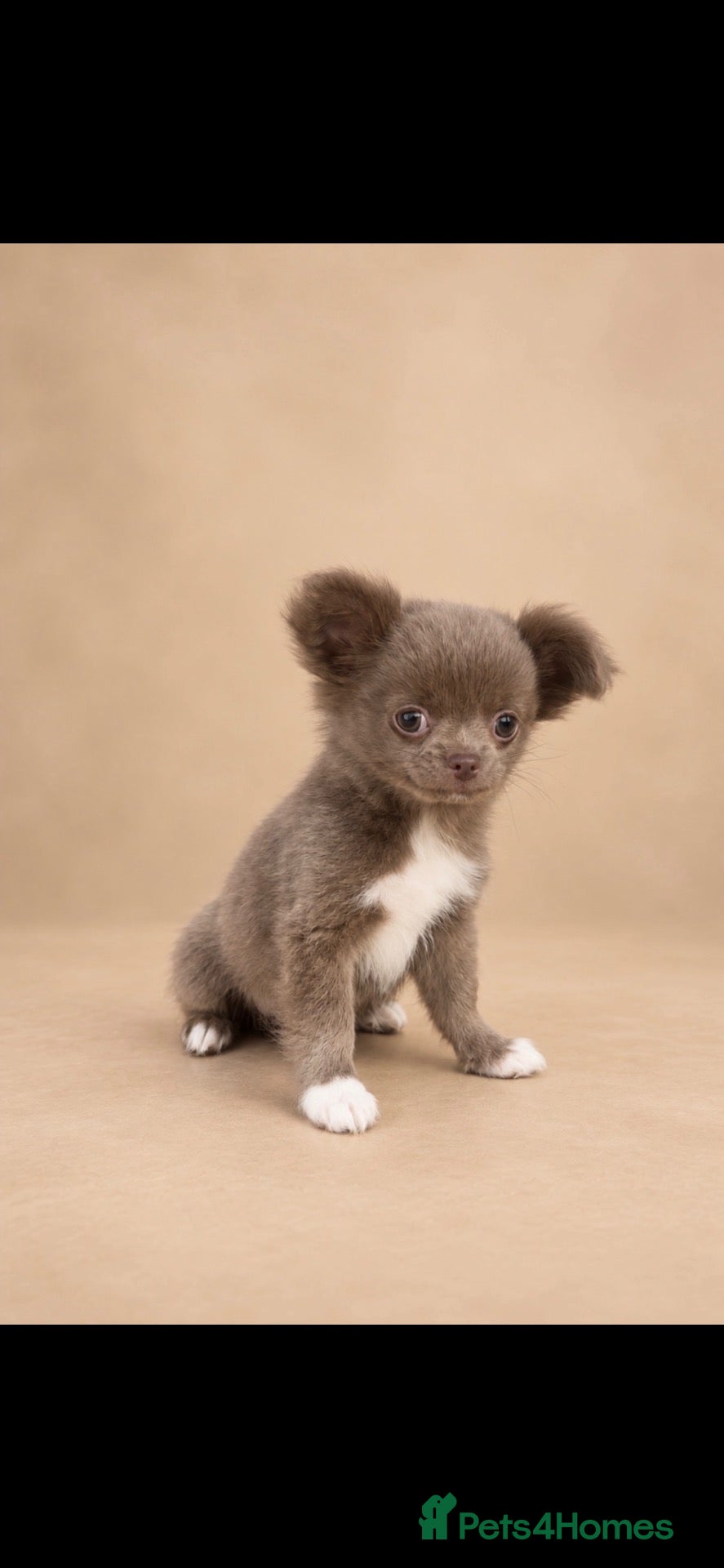 Chihuahua dogs Beautiful long haired Lilac boy  - Advert 5