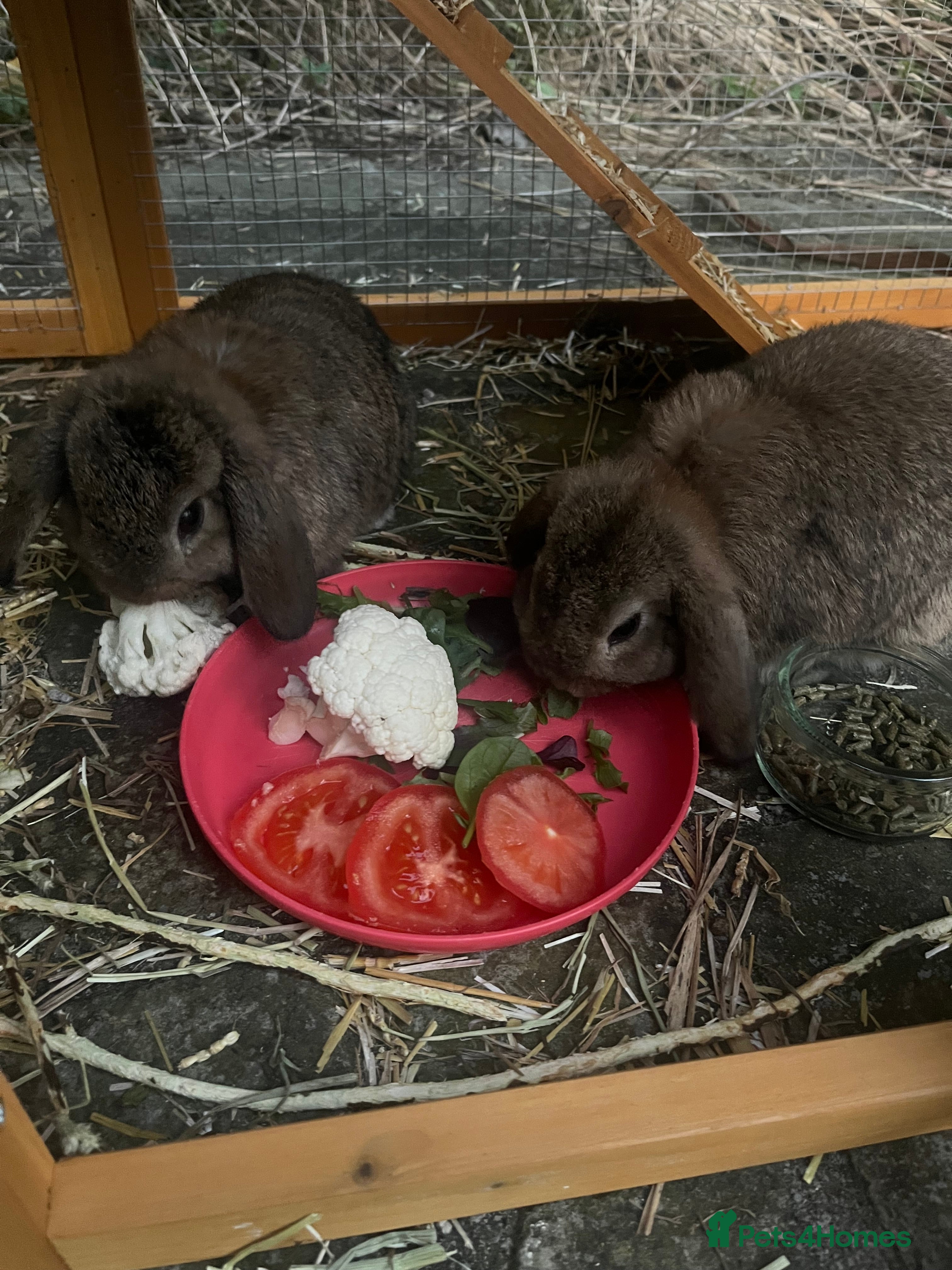 Mini Lop rabbits Two female mini lop rabbits  - Advert 11