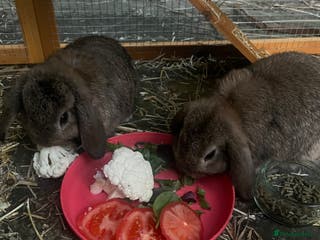 Mini Lop rabbits Two female mini lop rabbits - Advert 6