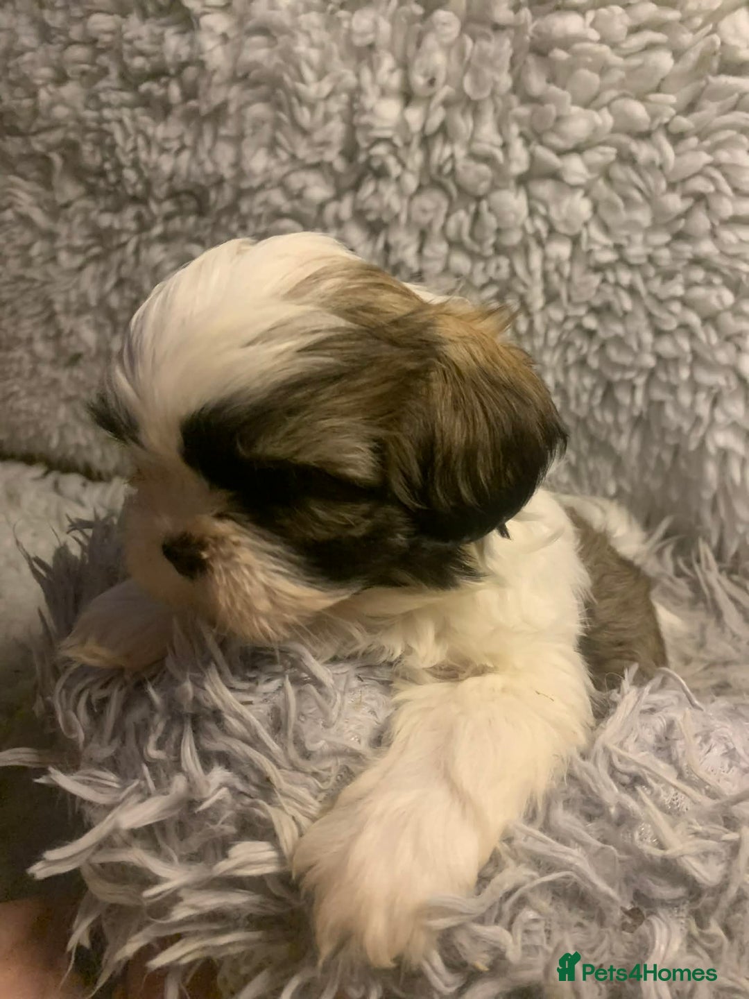 Shih Tzu dogs for sale: Shih Tzu puppies - pure!! - Advert 5