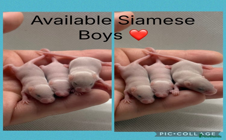 Mouse rodents - Advert 2