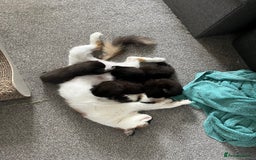 British Longhair cats for sale: 3 chocolate brown boys ready to leave  - Image 16