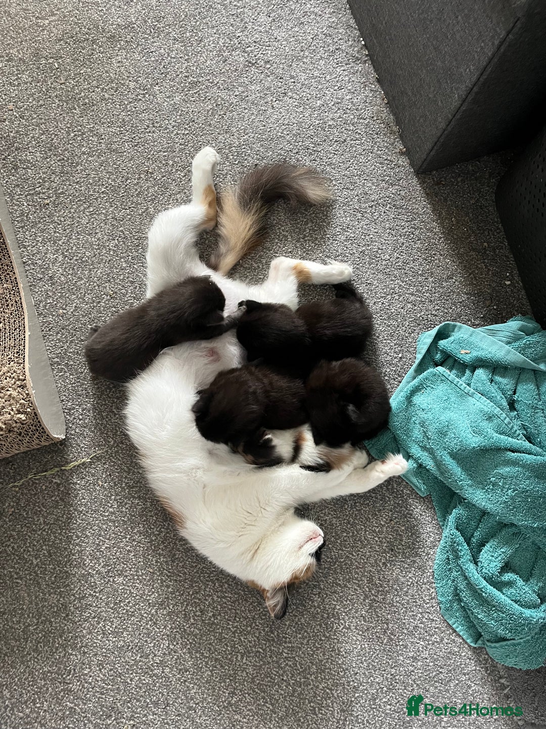 British Longhair cats for sale: 3 chocolate brown boys ready to leave  - Image 16