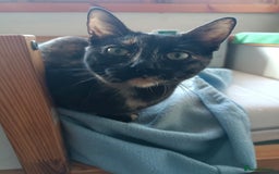 Siamese cats for adoption: Siamese cross and Tortoiseshell sisters - Image 20