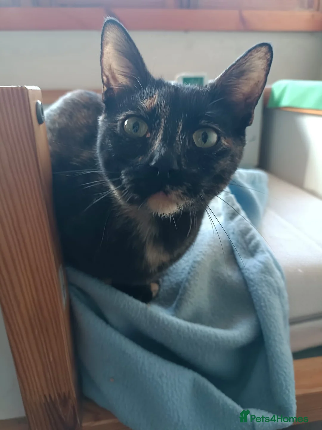 Siamese cats for adoption: RESERVED Siamese cross and Tortoiseshell sisters - Advert 19