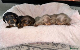 Dachshund dogs for sale: Dachshund puppies - Image 2