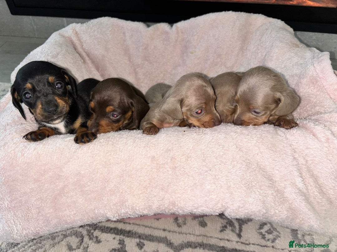 Dachshund dogs for sale: Dachshund puppies - Image 2