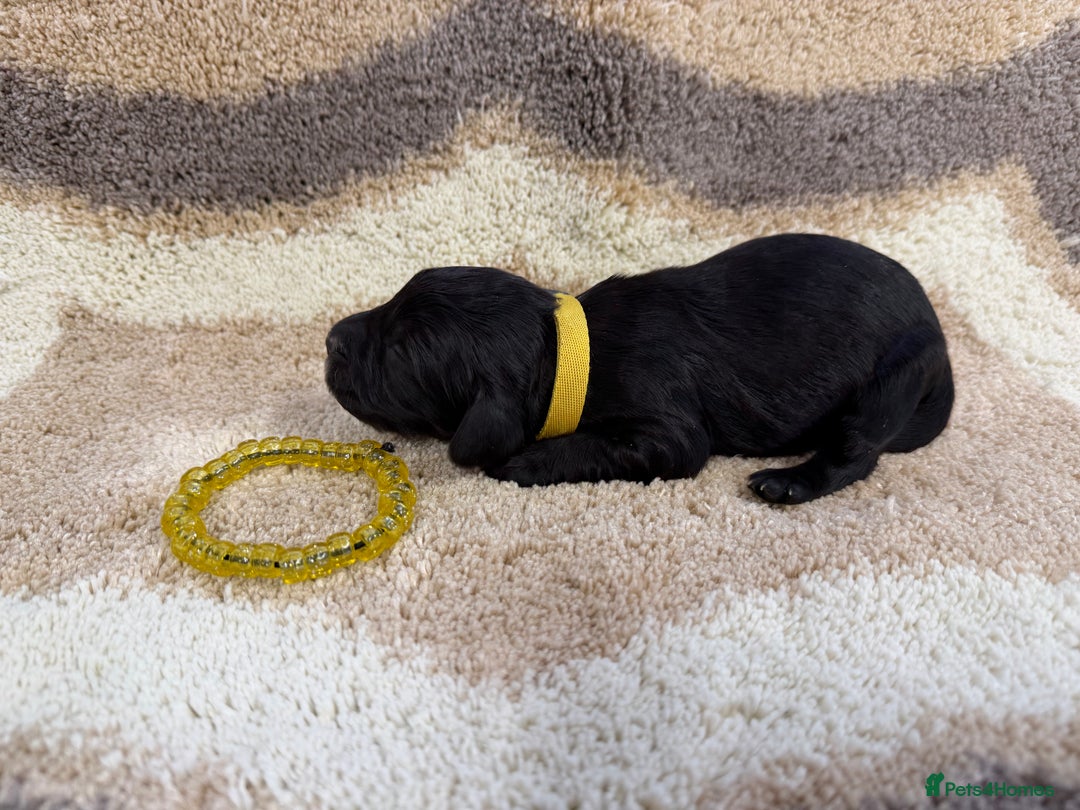 Cockapoo dogs for sale: F1 mini cockapoos health tested parents  - Advert 14