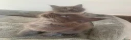 Maine Coon cats for sale: AMAZING TICA REGISTERED KITTENS - Advert 19