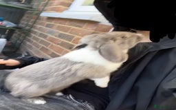 Mini Lop rabbits for sale: Lop for sale - Advert 2