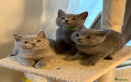 British Shorthair cats for sale: Ready to go- BSH LILAC & Blue - Image 10