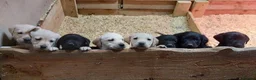 Labrador Retriever dogs for sale: Beautiful Black & Golden Labrador Puppies  - Advert 22